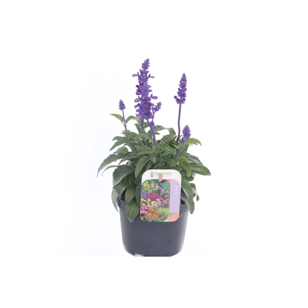 <h4>Salvia farinacea</h4>