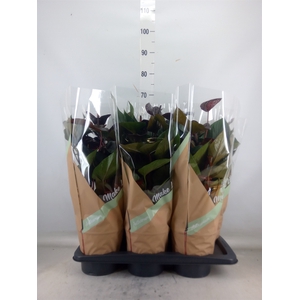 Anthurium andr. 'Beauty Black'