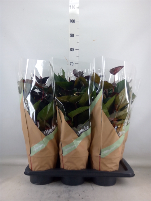 <h4>Anthurium andr. 'Beauty Black'</h4>