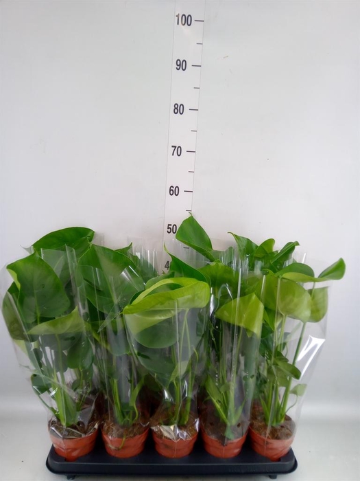 <h4>Monstera delic.</h4>