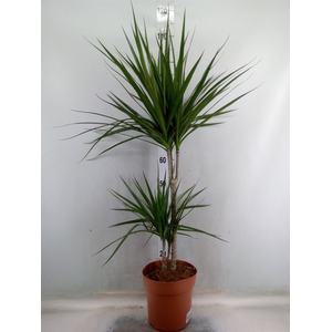 Dracaena marg.