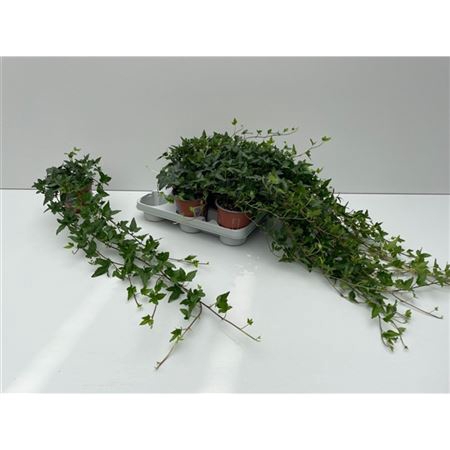 <h4>Hedera He Shamrock Medium Long 70cm</h4>