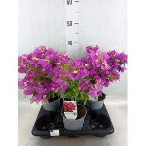 Bougainvillea  'Alexandra'