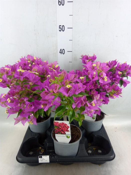<h4>Bougainvillea  'Alexandra'</h4>