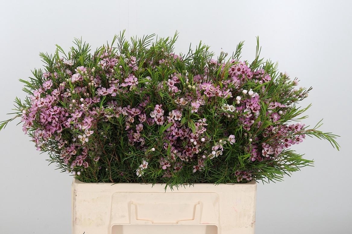 <h4>Chame Wendy Rose</h4>