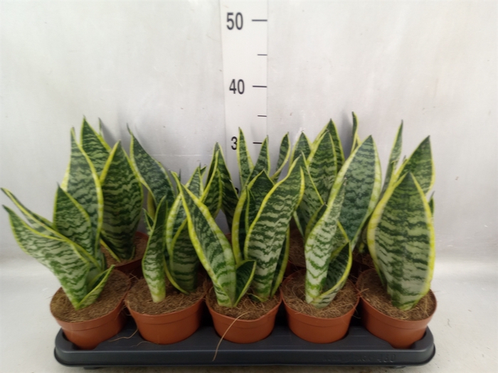 <h4>Sansevieria trifa. 'Futura Superba'</h4>