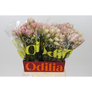 Blushing Bride Pink 2/5 Flowers