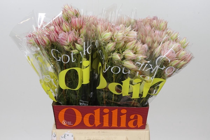 <h4>Blushing Bride Pink 2/5 Flowers</h4>