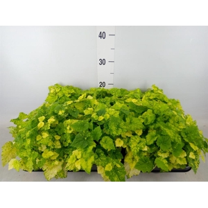 Tolmiea menziesii   ...variegated