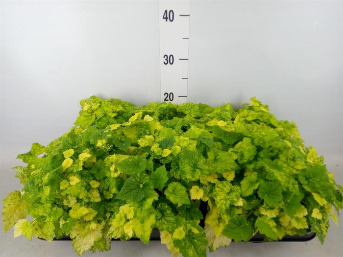 <h4>Tolmiea menziesii   ...variegated</h4>