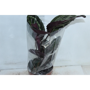 CALATHEA MEDALLION P17
