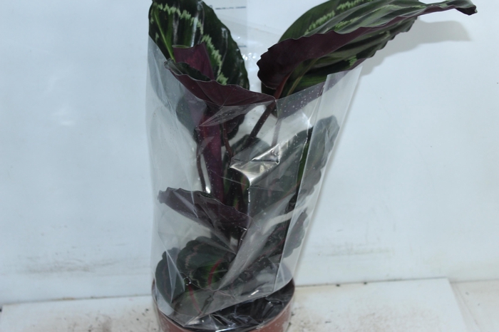 <h4>CALATHEA MEDALLION P17</h4>