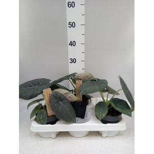 Alocasia   ...