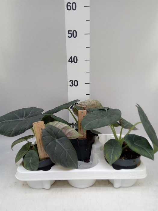 <h4>Alocasia   ...</h4>