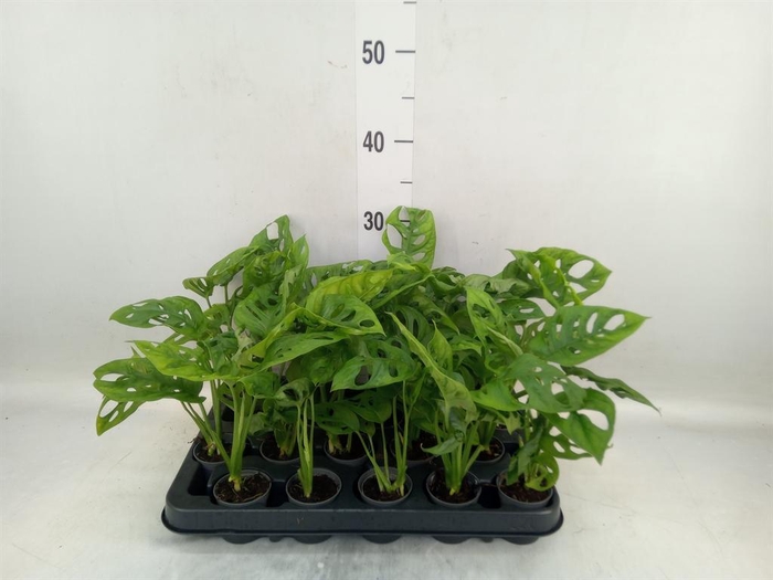 <h4>Monstera obliqua 'Monkey Mask'</h4>