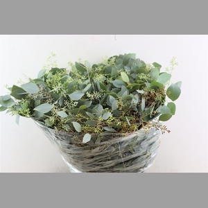 Euca Populus Berry 200gr P Bunch