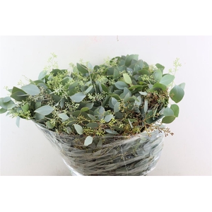 Euca Populus Berry 200gr P Bunch