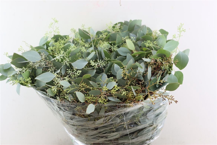 <h4>Euca Populus Berry 200gr P Bunch</h4>