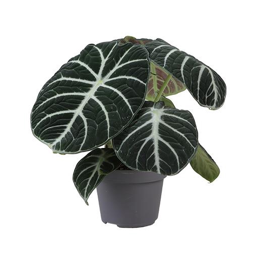 <h4>ALOCASIA BAGINDA P12 NINJA</h4>