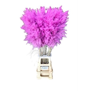 DF Pampas 115cm Purper cerise