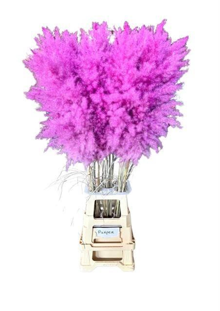 <h4>DF Pampas 115cm Purper cerise</h4>