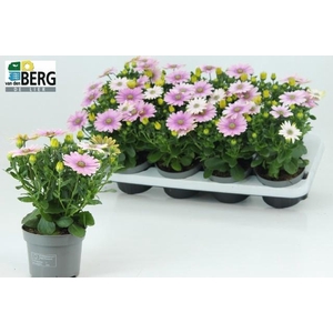 OSTEO C D S PINK IMP