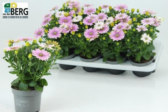 <h4>OSTEO C D S PINK IMP</h4>