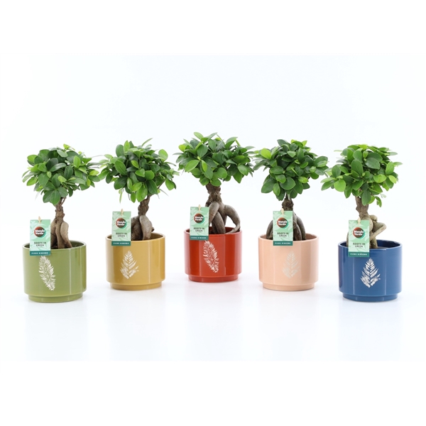 <h4>Ficus micr. Ginseng in Artistique Keramiek</h4>