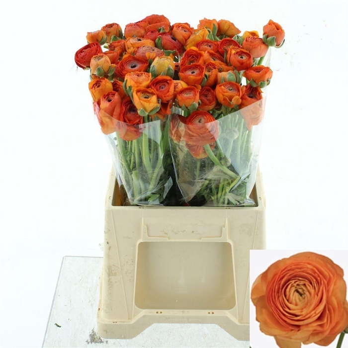 <h4>RAN SU LAMBADA</h4>