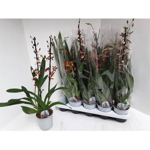 Cambria mixed (Cites) 12Ø 60cm 2st