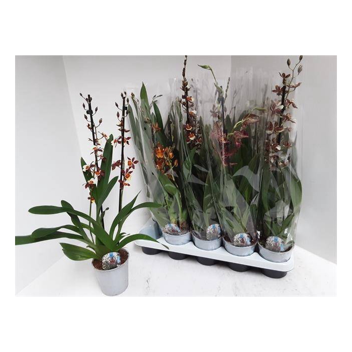 <h4>Cambria mixed (Cites) 12Ø 60cm 2st</h4>