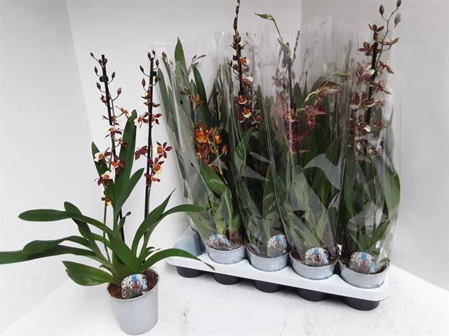 Cambria mixed (Cites) 12Ø 60cm 2st