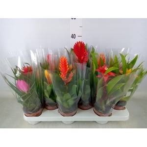 Bromelia   ...mix