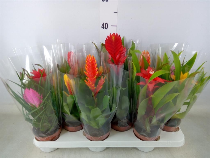 <h4>Bromelia   ...mix</h4>