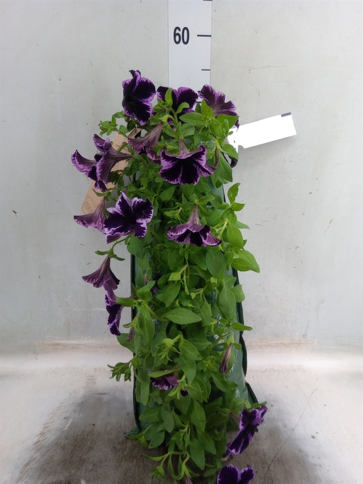 <h4>Petunia  'Surfinia'   ...</h4>