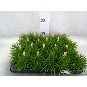 Senecio archeri 'Himalaya'