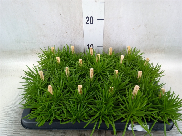 <h4>Senecio archeri 'Himalaya'</h4>