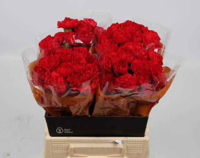 <h4>DI ST DON PEDRO</h4>