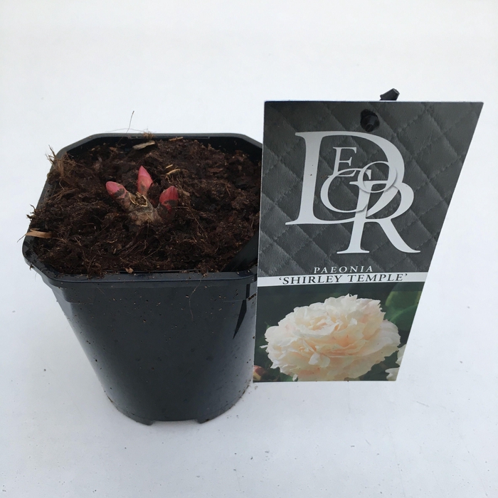 <h4>Paeonia 'Shirley Temple'</h4>