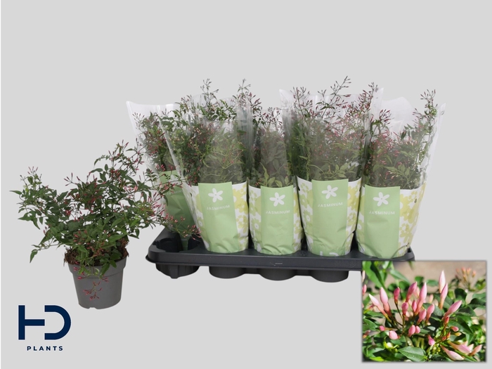 <h4>JASM POLYANTHUM RZ</h4>