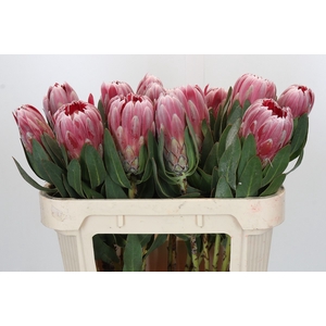Protea Carnival