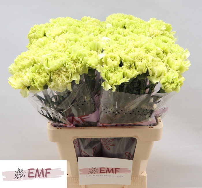 <h4>DI ST WASABI</h4>