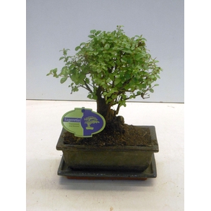 Sageretia theezans, 20cm., broom, with drip tray