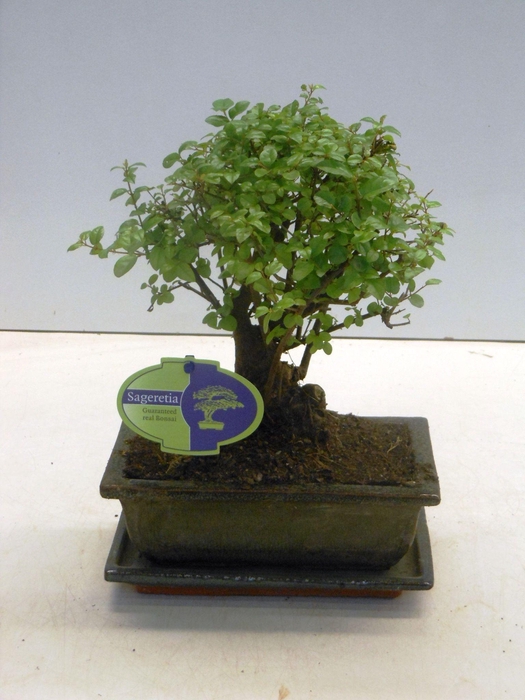 <h4>Sageretia theezans, 20cm., broom, with drip tray</h4>