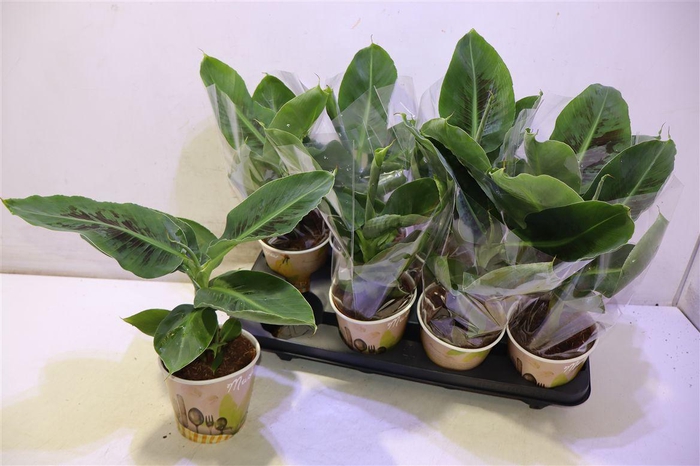 <h4>Musa Tropicana</h4>