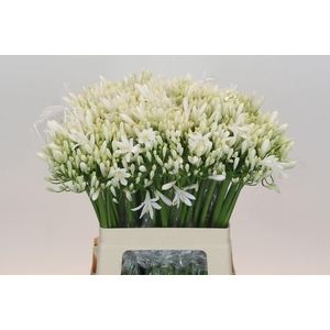 Agapanthus EYFORI White