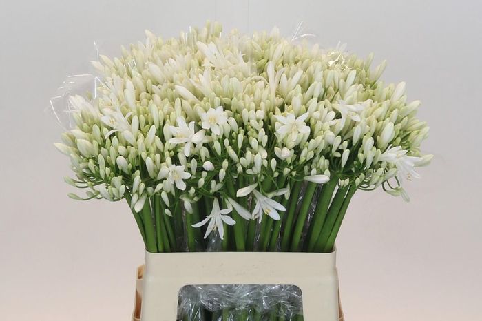 <h4>Agapanthus EYFORI White</h4>