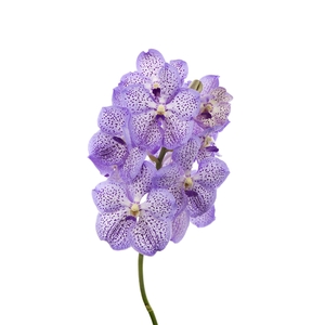 Vanda Mauve Spot 755