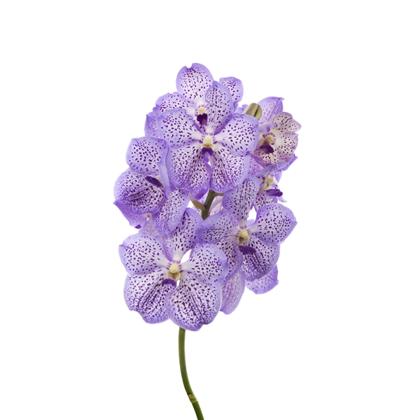 <h4>Vanda Mauve Spot 755</h4>