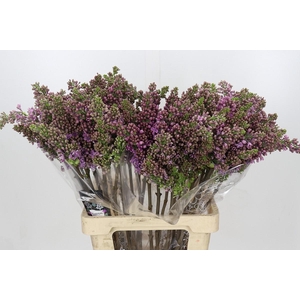 Lilac Vulg Ruhm Von Horstenstein